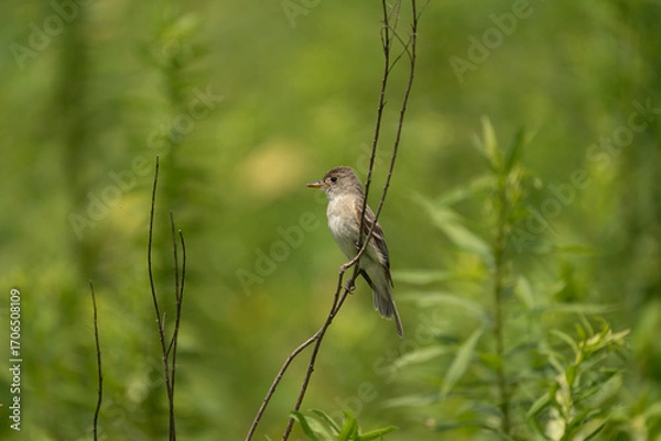 Obraz Willow Flycatcher Perched on a Twig