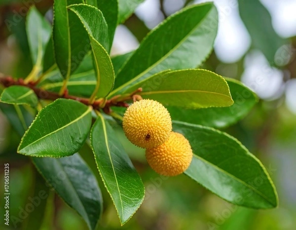Fototapeta Close-up of yellow fruit on branch with leaves