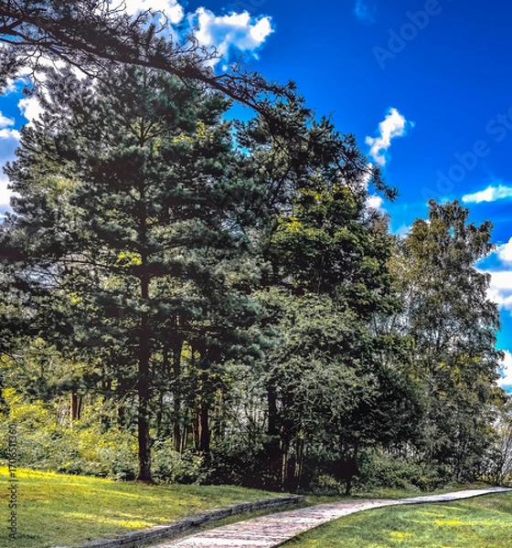 Obraz Walking road or pathway among old pine trees forest leading to the sandy beach of the Baltic sea


