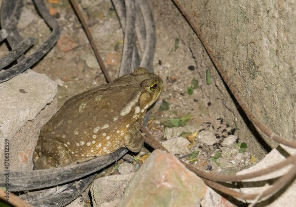 Obraz Toad on exteriors