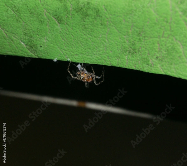 Obraz Red orb weaver spider