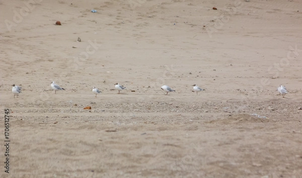 Obraz Seagulls over the sand