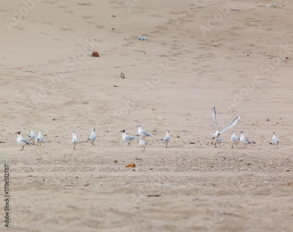 Obraz Seagulls over the sand