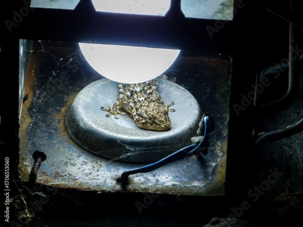 Obraz Lizard inside a lantern