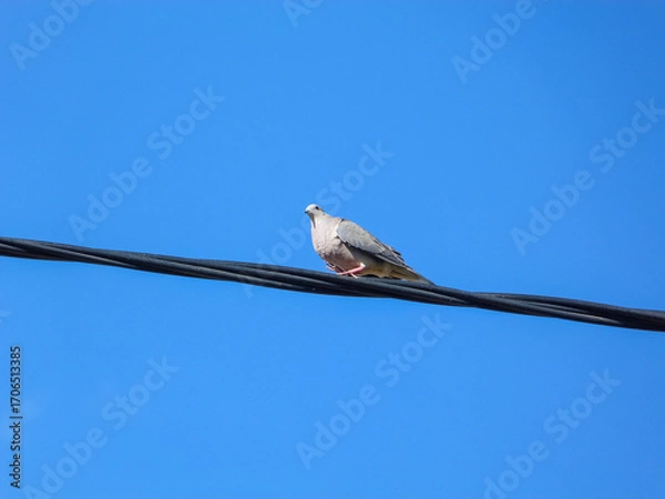 Obraz Dove walking a wire
