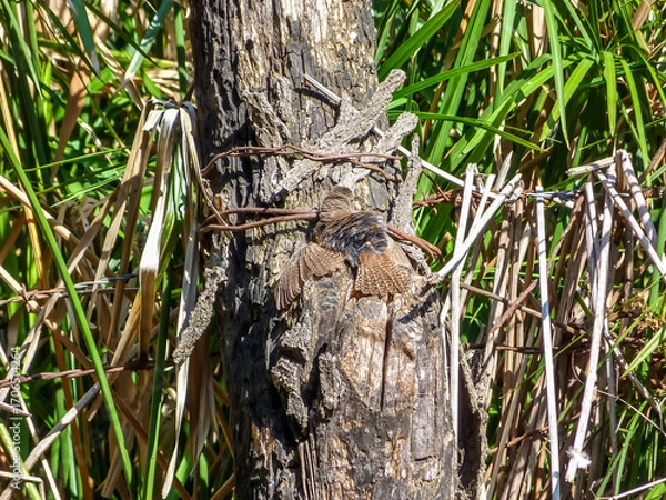 Obraz Bird hiding from predators