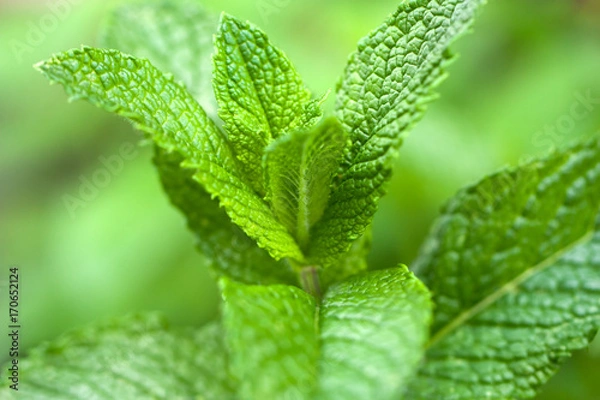 Obraz Liście mięty