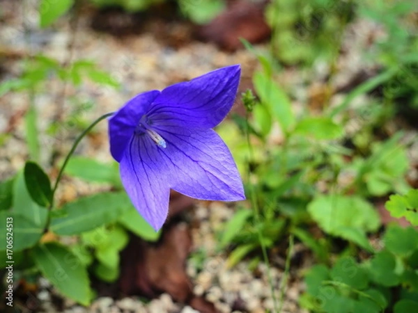 Obraz キキョウの花