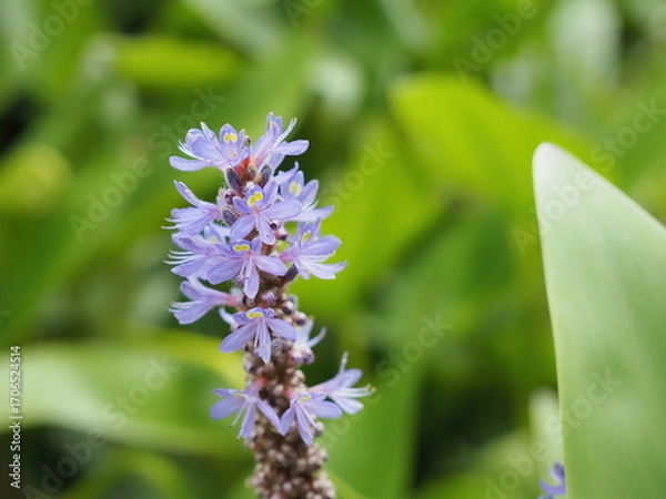 Obraz ナガバミズアオイの花