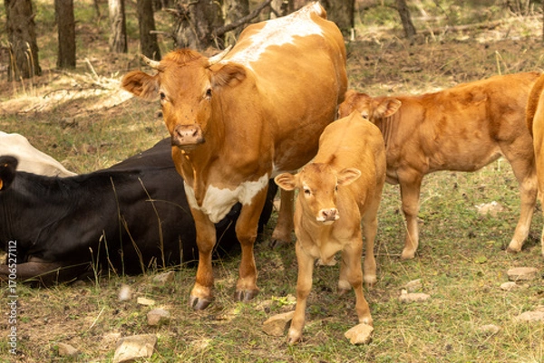 Fototapeta Cows grazing in a forest mother cow and calves enjoying pasture