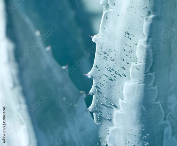 Obraz Blue Agave plant