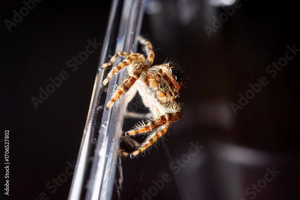 Obraz spider on glass