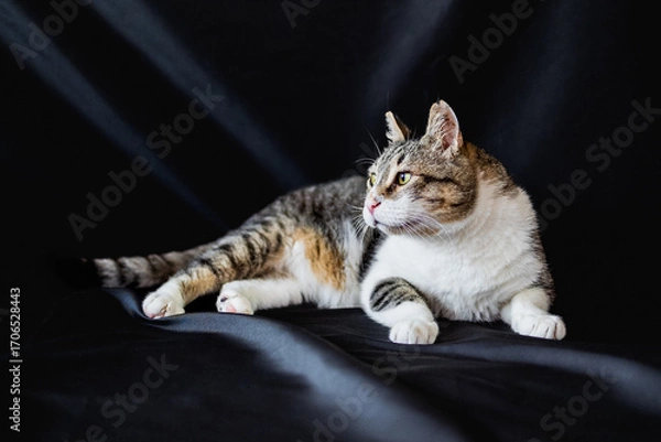 Fototapeta cat lying on a bed