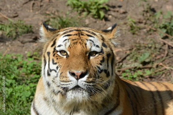 Fototapeta Tigerkopf