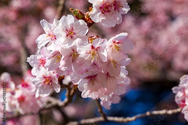 Obraz Close-up of beautiful pink and white sakura cherry blossoms blooming in early spring.