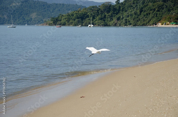 Obraz Flying Egret 