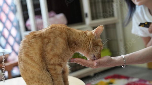 Obraz 猫に餌をあげる女性