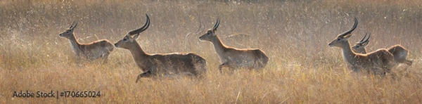 Fototapeta Red Lechwe Herd
