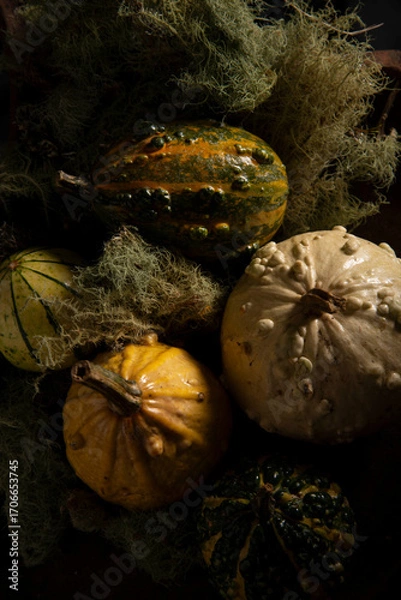 Obraz pumpkin on the ground