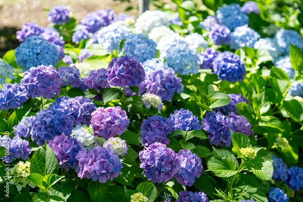 Fototapeta 爽やかに咲き乱れる青い紫陽花