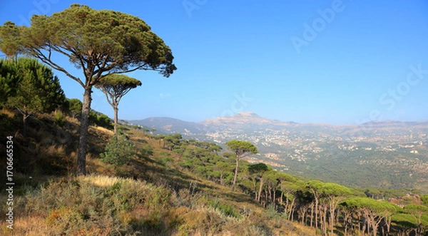 Fototapeta Panoramic view of a pine tree forest in the mountains of Lebanon.