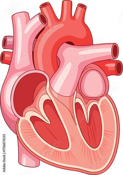 Obraz A stylized anatomical cutaway view of a heart featuring various vessels and chambers in shades of pink and red