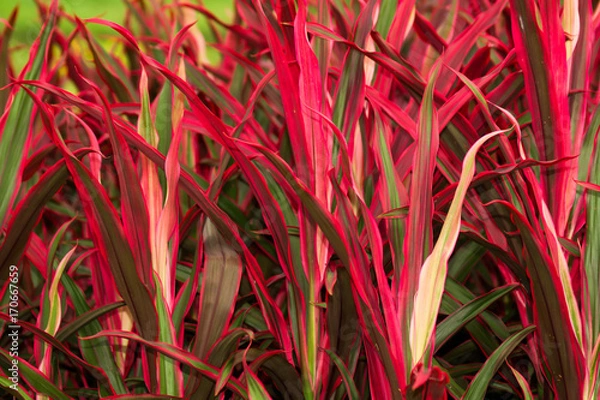 Obraz Cordyline fruticosa