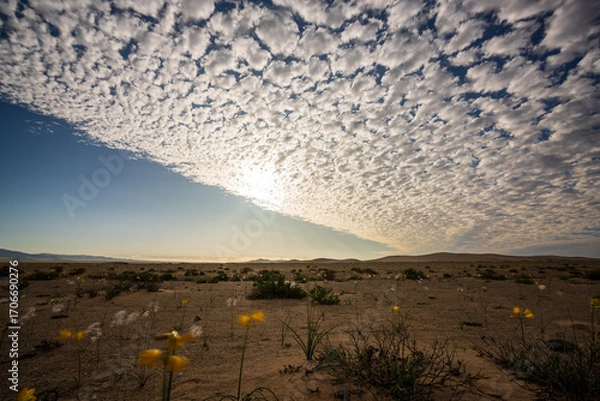 Obraz A mesmerizing cloud formation of altocumulus ripples across the wide sky above the blooming Atacama Desert.