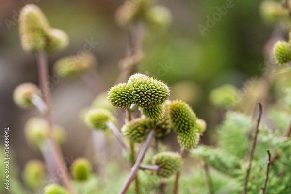 Obraz A macro shot of a unique, spiky green desert plant, with its distinctive texture and shape standing out against a soft, blurred background.