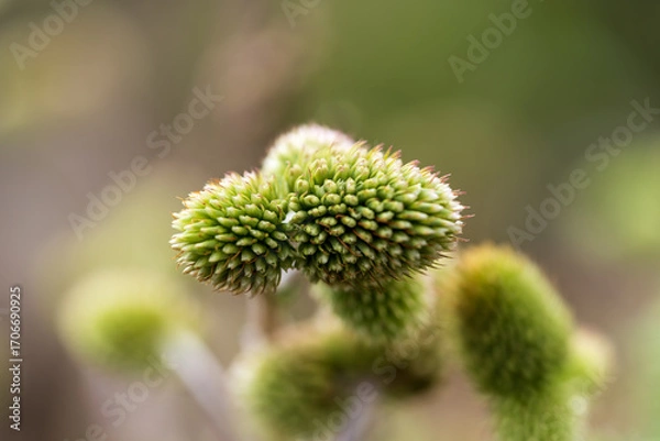 Obraz A macro close-up highlighting the spiky, textured surface of a striking green desert plant from the Atacama's rare flowering season.