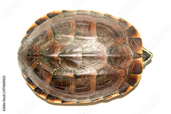 Obraz Freshwater turtles walking.