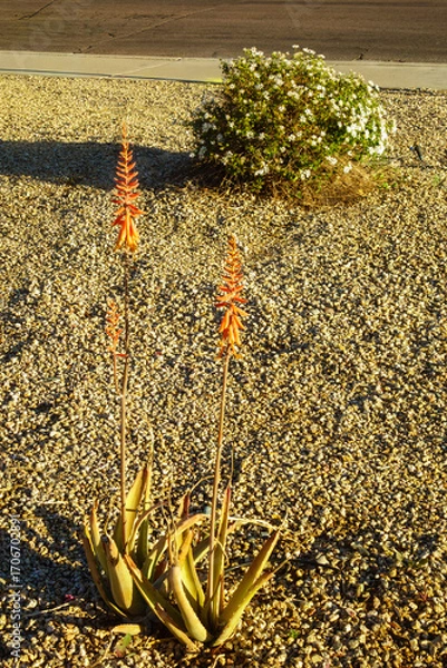 Fototapeta Xeriscaped roadside with vibrant Aloe blooming with orange flower spikes and a green shrub with small white flowers in a background
