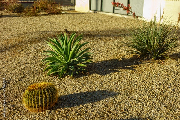 Fototapeta Arizona desert-style xeriscaped driveway side with drought-tolerant Barrel cactus, smooth-leaf Agave and Red Yucca plants, Phoenix landscaping
