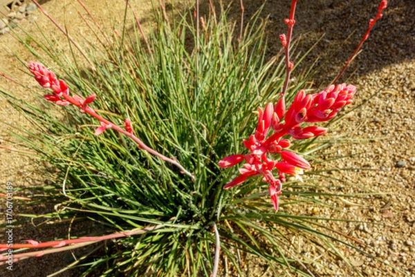 Fototapeta Closeup of desert native red yucca or Hesperaloe parviflora vibrant red flowering inflorescence on arching spikes with fibrous leaves in Spring, shallow DOF