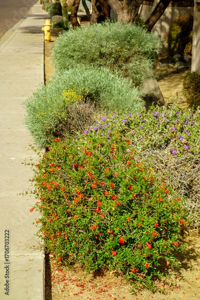Fototapeta Arizona-style xeriscaped roadside with flowering dwarf pomegranate and Ruellia and other drought tolerant shrubs