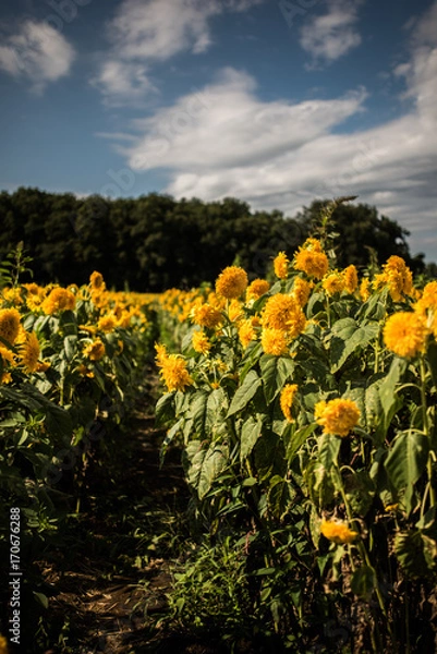 Fototapeta ひまわり