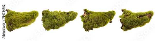 Fototapeta moss on wood pieces, isolated on white background.