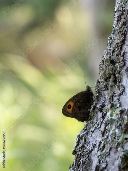 Fototapeta Close Up of a Common Wood Nymph Butterfly Perched on a Tree Trunk