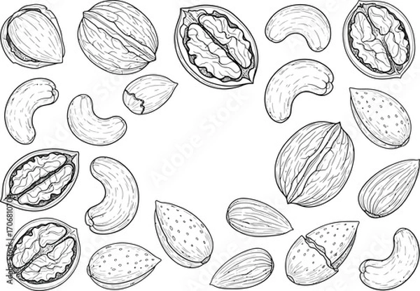 Fototapeta Collection of hand drawn sketchy illustrations of various nuts including walnuts cashews and almonds