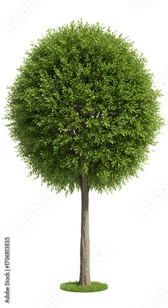 Fototapeta Beautiful topiary tree adds a touch of class to landscape designs and architectural renderings