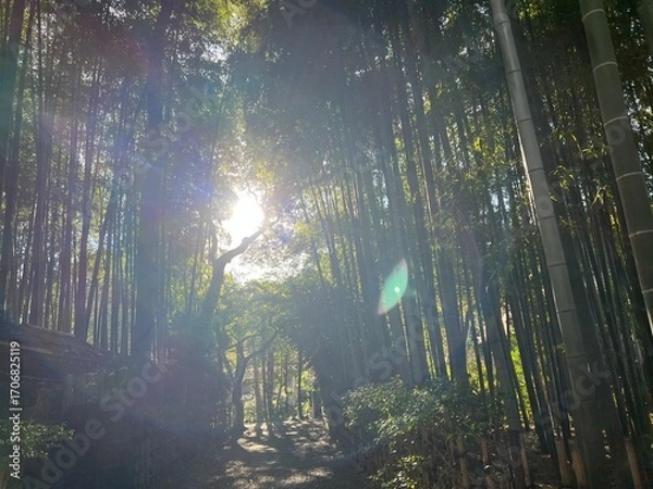 Obraz 荘厳な雰囲気の竹林と木漏れ日