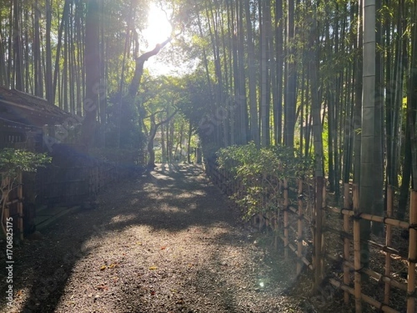 Obraz 荘厳な雰囲気の竹林と木漏れ日