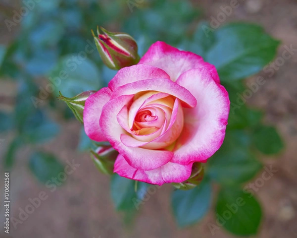 Fototapeta pink rose top view closeup in the gardens