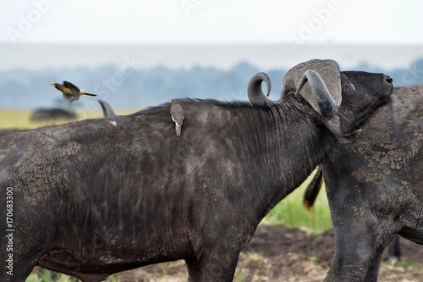 Obraz ケニアのアフリカ水牛