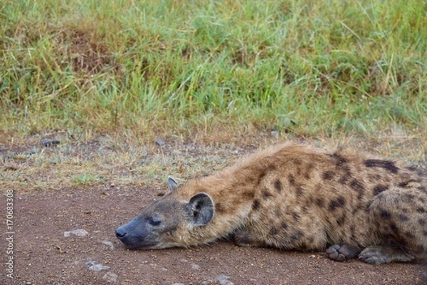 Obraz アフリカのハイエナ