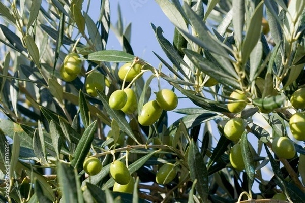 Obraz Les olives vertes.