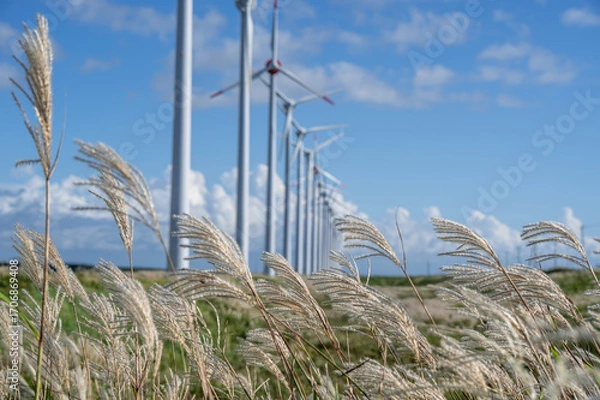 Fototapeta A row of many wind power plants on the wilderness where silver grass grows near the coast in northern Hokkaido, Japan