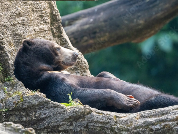 Fototapeta Black Bear Relaxing and Lying on a Rock While Sunbathing in Nature