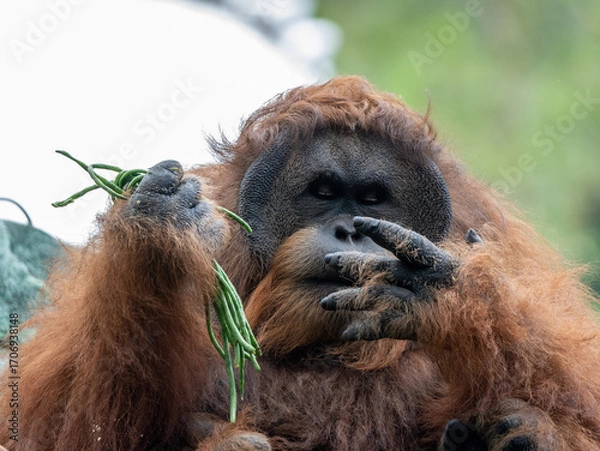 Fototapeta Closeup of a Bornean Orangutan Eating and Holding Fresh Green Vegetables in the Wild
