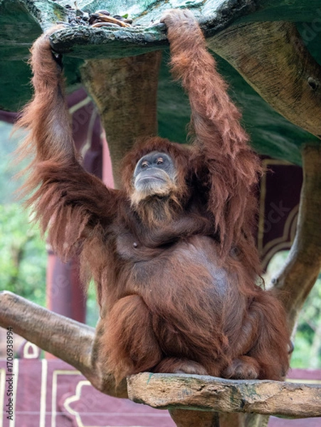 Fototapeta Wild Orangutan Hanging Gracefully While Walking Along a Tree Trunk in the Jungle